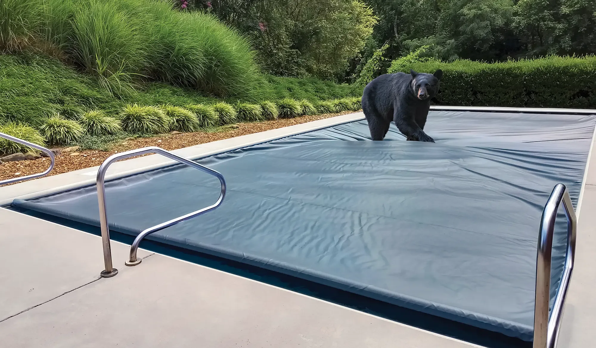 Black bear standing on Integra automatic pool cover demonstrating ASTM F1346 weight capacity — pool safety cover strength test